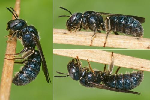 Réf. 267 616 : Ceratina chalcites